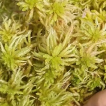 精品水苔品质保证价格优惠产地直发欢迎大家