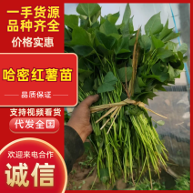 脱毒原种扩繁苗西瓜红哈密商薯十九美国9408