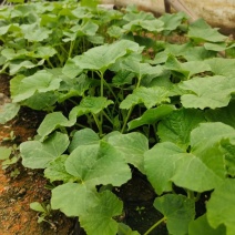 安徽甜瓜苗嫁接博洋9号甜瓜苗提供种植技术指导