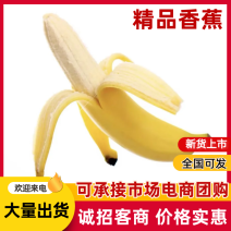 【精选】香蕉批发产地直发量大从优可对接全国客商欢迎采购