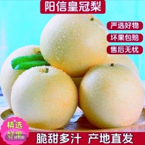 山东阳信皇冠梨基地直供质量保证一手货源对接商超市场