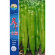 大椒种子早中熟黄皮尖椒种籽辣味中等果型顺直露地大棚辣椒