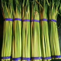 红帽蒜薹金乡蒜苔产地直发供应电商市场商超食堂