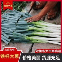[牛]临沂铁杆大葱自家货源量大条形好按需求分拣打包加工提供打捆