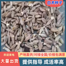 【白术种子】块茎质量保证/产地直发/诚信为本/来电洽谈