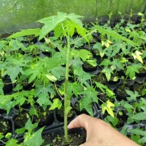 大青红肉水果木瓜苗木基地直发量大从优可视频看货对接全国