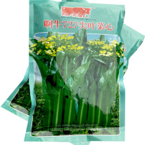 阿牛727尖叶菜心种子生长快耐寒耐热翠绿色油青有光泽