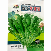 大叶荠菜种子野生蔬菜耐寒耐热早熟四季种植大田基地用种