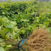 广西本地精品桑苗/一手货源/规格齐全/量大从优/产地直发