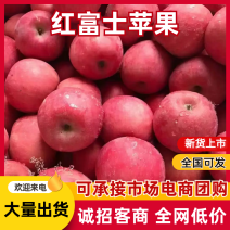 红富士苹果批发大量供应货源充足，不零售