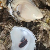 广东台山生蚝川岛白蚝现挖现发5斤起售保质保量