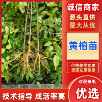 黄柏苗，规格齐全，产地直发，成活率高，欢迎各位老板咨询
