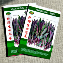 曲麻菜种子苦菜种野生曲曲菜苦荬菜四季播种大田基地