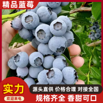 L11蓝莓山东蓝莓品种齐全甜美多汁商超直供一件代发