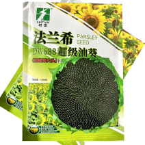 法兰希DW688油葵种子矮大头向日葵杂交抗倒伏大田基地