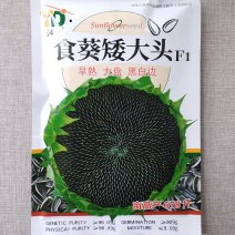 食葵矮大头葵花种子早熟高产杂交大盘长粒食用向日葵种籽