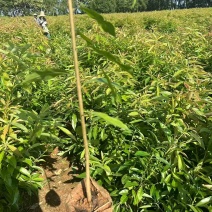 【实力推荐】奉新木荷苗地苗产地直发规格齐全可视频看货对