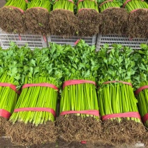 实力货源西芹香芹价格合理供货量大进店咨询全国对接