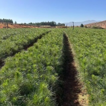 湿地松杯苗大杯苗现货供应规格齐全可视频看货对接全国客商