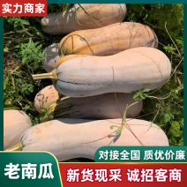 金韩蜜本南瓜老南瓜一手货源，品质保证，全国供货，视频看货