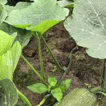 秘本南瓜