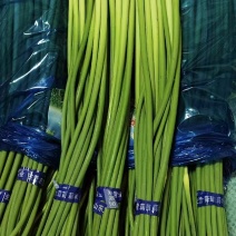 精品白苔白帽蒜薹基地直供量大从优欢迎联系