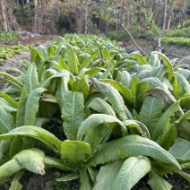 精品油麦菜广东深圳种植基地直供现采现发质量保证