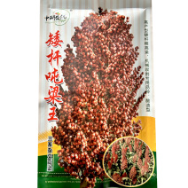 高粱种子矮杆吨粱王种籽糯高粱酒香型酿酒红高粱种籽大田基地