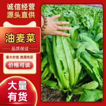 新鲜油麦菜，货源充足，量大从优，欢迎致电