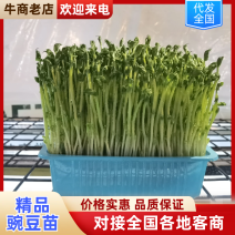 精品豌豆苗，一手货源，保质保量，可对接电商商超等，诚信经营