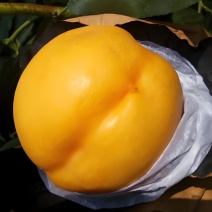 嫁接桃树苗金香妃黄巨油油桃树苗黄金油桃苗