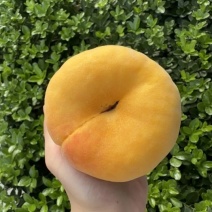 中蟠11桃树苗嫁接桃树苗黄蟠桃苗黄毛蟠