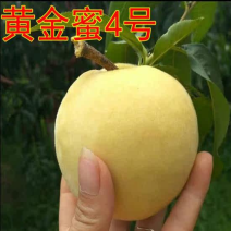 嫁接黄金蜜4号桃苗黄桃苗新品种现挖苗现发