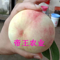 秋白桃苗嫁接桃树苗银白桃苗南北方果树苗