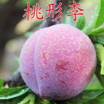 桃形李苗嫁接桃形李树苗基地直发现挖苗发货