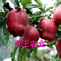 嫁接苹果苗红蛇果树苗花牛苹果苗现挖苗发货