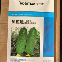 雌性系水果黄瓜种子贝拉迪早熟高产一叶一瓜高产旱黄瓜种子