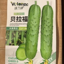 贝拉福水果黄瓜种子早熟高产旱黄瓜种子200粒