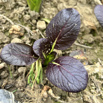 紫油菜种子半束腰四季种耐热耐寒盆栽小鸡毛菜高产