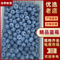 蓝莓山东蓝莓L25L11蓝莓对接电商社区团购等