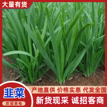 东台大叶韭菜新鲜上市对接档口市场电商量大从优