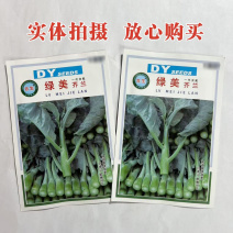 绿美芥兰种子蔬菜基地用种菜苔芥蓝翠绿油亮四季甜心芥兰种子
