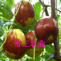 巨王大枣苗脆甜大果蜜枣苗南北方都可以种植