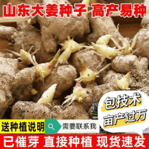 脱毒原种姜种【大/二黄姜种/山农一号】已催芽/亩产过万斤