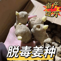 姜种批发【山农一号/大二黄姜种】抗病高产/原种脱毒姜种