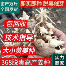 脱毒原种姜种【姜厂批发】大/二黄姜种/山农一号/提供技术