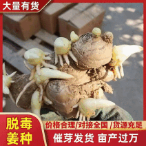 姜种批发已催芽【脱毒原种/包技术】大/二黄姜种/山农一号