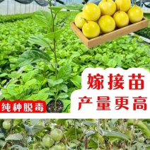 黄金百香果果树直径近地侧主茎叶易管理挂果快产量高带杯发货