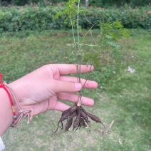 正宗天冬苗自家苗圃货量大成活率高保湿发货提供技术指导打包