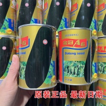 金冠A6杂交黑皮冬瓜种子特大加长特黑柱黑皮冬瓜籽高产基地